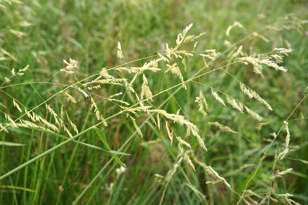 Naturschutzgebiet Wildert in Illnau-Effretikon.